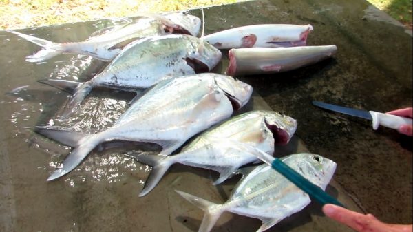 12182988_485813141599652_782176198075713482_o