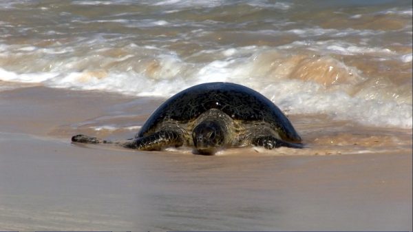 12185322_487627288084904_7903856173559436019_o