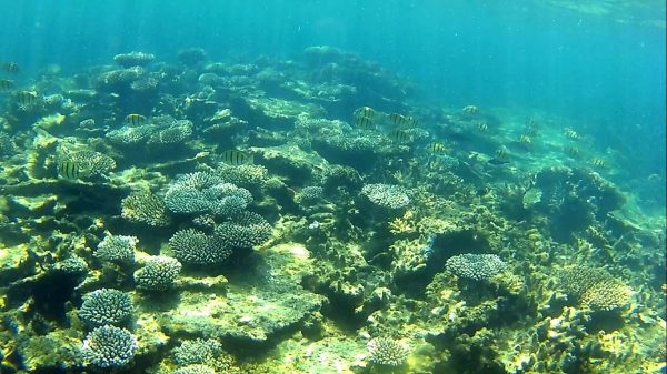 12194711_487627828084850_7123545992052452008_o