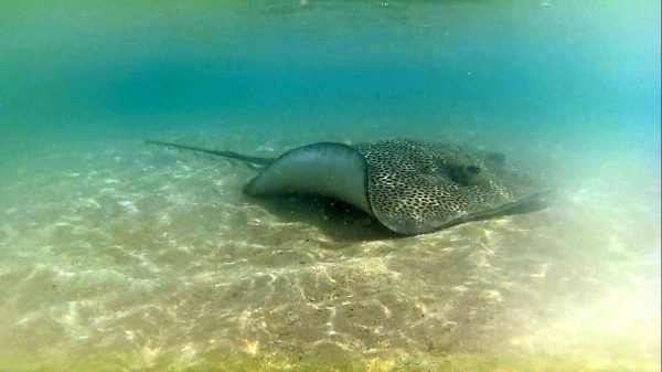 12194962_487627808084852_8463432132637550710_o