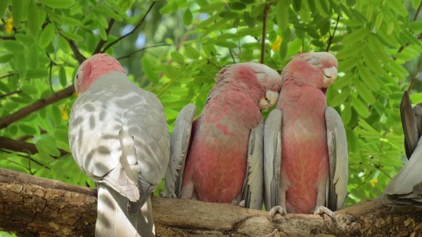 12196055_487056261475340_4818325481014078972_n