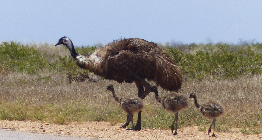 emu-small-groups